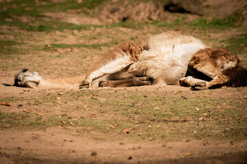 A lama lies on the barren ground