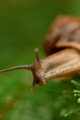 snail on a leaf