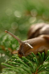 snail on leaf