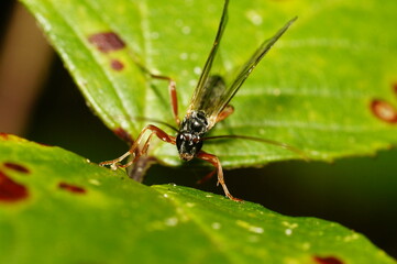 A parasitic wasp pimplinae on a green leaf