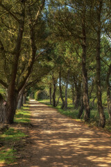 Fototapeta premium View along sun dappled tree-lined country Lane in summer 