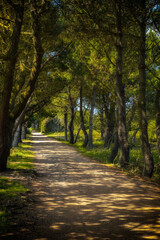 View along sun dappled tree-lined country road in summer	