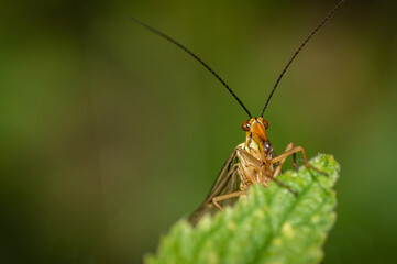 A scorpion fly in a meadow when the weather is nice