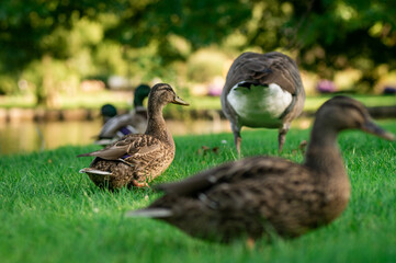 Several female ducks an a goose in a meadow next to a river