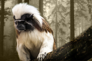 A cottontop tamarin in the woods on a branch