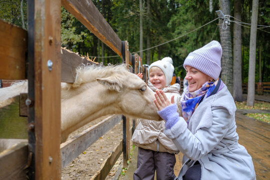 Mom And Daughter Stroke The Face Of A Foal Sticking Its Head Out From Behind A Fence At A Zoo. People Laugh With Pleasure. Friendship Of People And Animals.