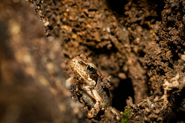 European common brown frog on forest floor