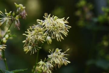 Thalictrum minus flowers. Ranunculaceae perennial medicinal herb. Flowering is from July to September.