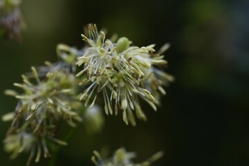 Thalictrum minus flowers. Ranunculaceae perennial medicinal herb. Flowering is from July to September.