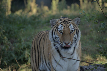 Large Tiger In the Dutch Zoo of Beekse Bergen.