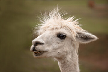 Obraz premium Portrait of an alpaca in the zoo in the summer
