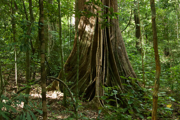 Big tall impressive giant tree in the rainforest of Gundung Raya at the island of Langkawi, Malaysia