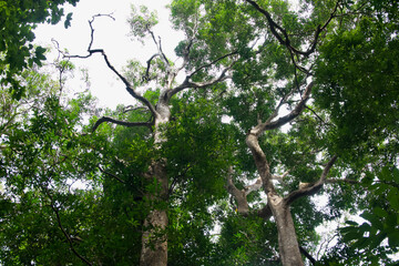 Fototapeta premium Big tall impressive giant tree in the rainforest of Gundung Raya at the island of Langkawi, Malaysia