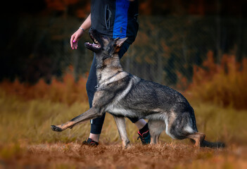 Heeling training with young german shapherd