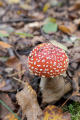 Fresh poisonous mushroom fly agaric with a red cap. Forest litter covered with leaves.