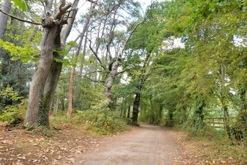 Obraz premium alignments of menhirs at Carnac in Brittany France