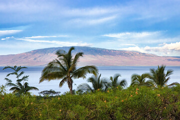 Fototapeta na wymiar The island of lanai seen from between palm trees on a roadside on maui.
