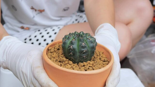 change soil and new pot, apply slow-release fertilizer for cactus plants in small pots. planting trees Make a small garden in your home. Caring cactus at home during the holidays