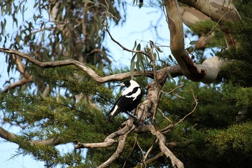 Australian Magpie (Cracticus tibicen) perched in eucalypt tree, South Australia