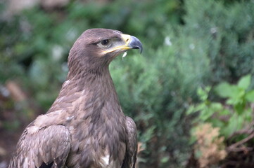 Steppe Eagle in the Moscow Zoo