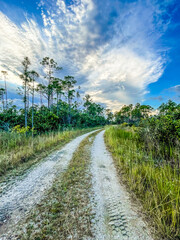 Tire tracks on a dirt road in the swamp