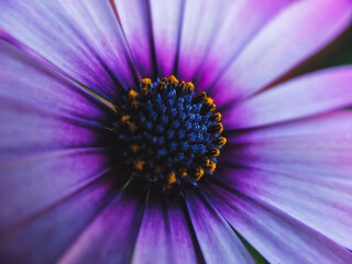 Close up of a daisy