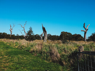 Trees in the field