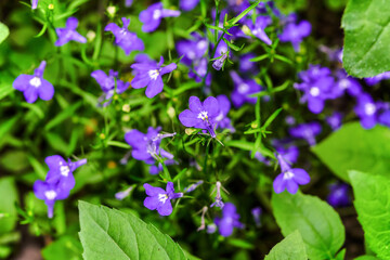 Delicate blue flowers Lobelia. Floral background. Sunny day. Selective focus.