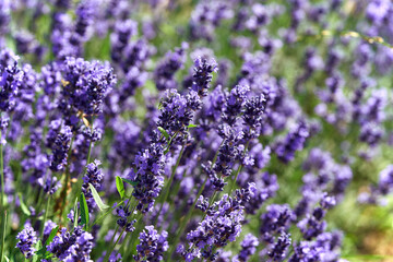 lavender flowers close up with blurred background. Selective focus.