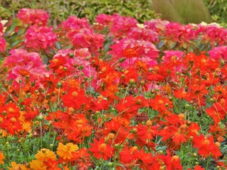 コリウス　コスモス