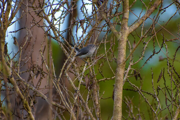 little Black-tailed Gnatcatcher bird  aka Polioptila melanura