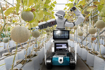 Smart robotic farmers analyze the growth and harvesting ripe melon plants growing in greenhouse. in...