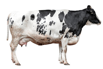 Milk Cow isolated on white background with clipping path