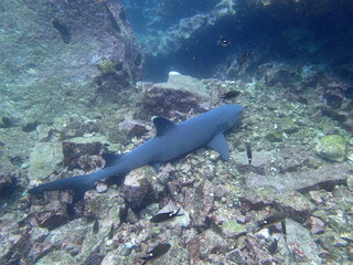Whitetip shark, scuba diving in Galapagos Islands, gordon rocks (OLYMPUS DIGITAL CAMERA)