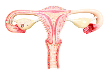 Obraz na płótnie Canvas Uterus of female reproductive isolated on white background with clipping path