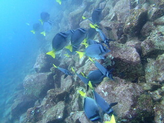 Endemic fish, scuba diving in Galapagos Islands, gordon rocks (OLYMPUS DIGITAL CAMERA)