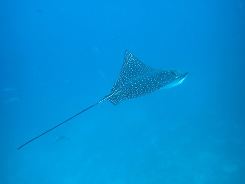 Spotted eagle ray, scuba diving in Galapagos Islands, gordon rocks (OLYMPUS DIGITAL CAMERA)