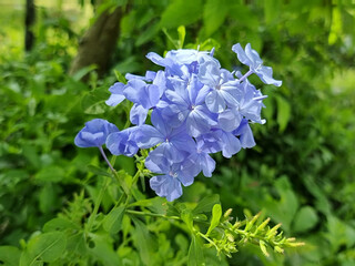blue flowers and green leaf Plumbago auriculata