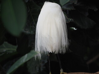 Pittsburgh, PA/USA - 9/18/2021: National Aviary - Snowy Egret Feathered Up