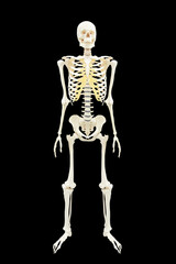 human skeletons anatomy full body isolated on black background with clipping path