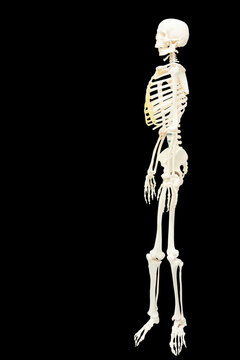 side view full body of human skeletons anatomy isolated on black background with clipping path