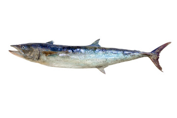 barracudas fish isolated on white background with clipping path