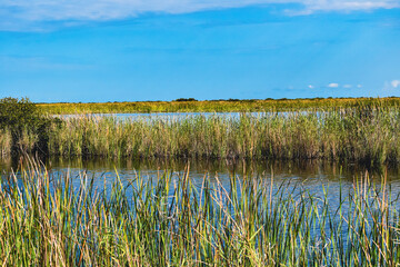 Louisiana marsh pond and grasses flooded