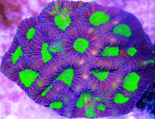 Tricolor Goniastrea LPS Coral - (Goniastrea sp.)