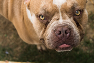 American Bully dog in the garden of the house. Sunny day.