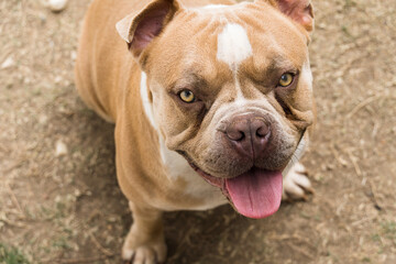 American Bully dog in the garden of the house. Sunny day.
