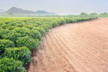 Fototapeta na wymiar Harvest growing in a agricultural fields