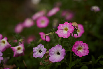 Fototapeta premium Purple flowers in a flower bed. Nature.