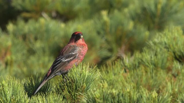 さえずるギンザンマシコ(Pine grosbeak)