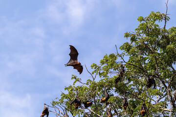 Fruit bat flying in forest. with the corona virus is a zoonotic disease, from animals to humans. is...